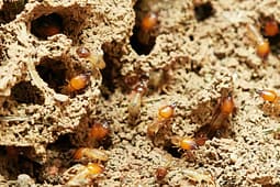 insects
