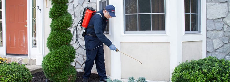 pest conrtol services