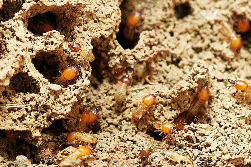 insects